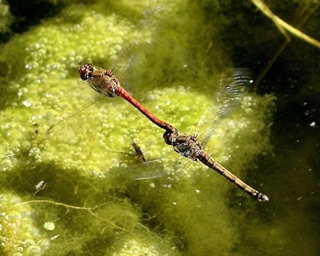 common darter